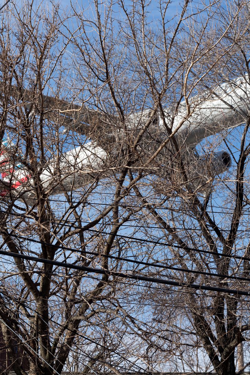 © David Rothenberg - 82nd Street and Astoria Boulevard (Trees)