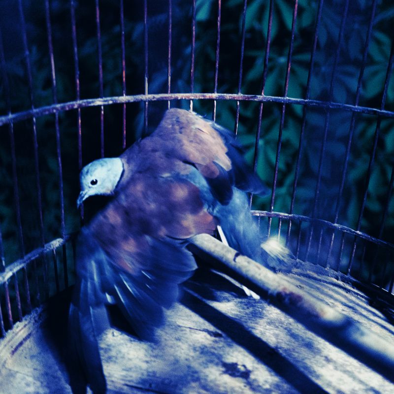 © MOonsi - Image from the Flowers, A Bird and A Fish photography project