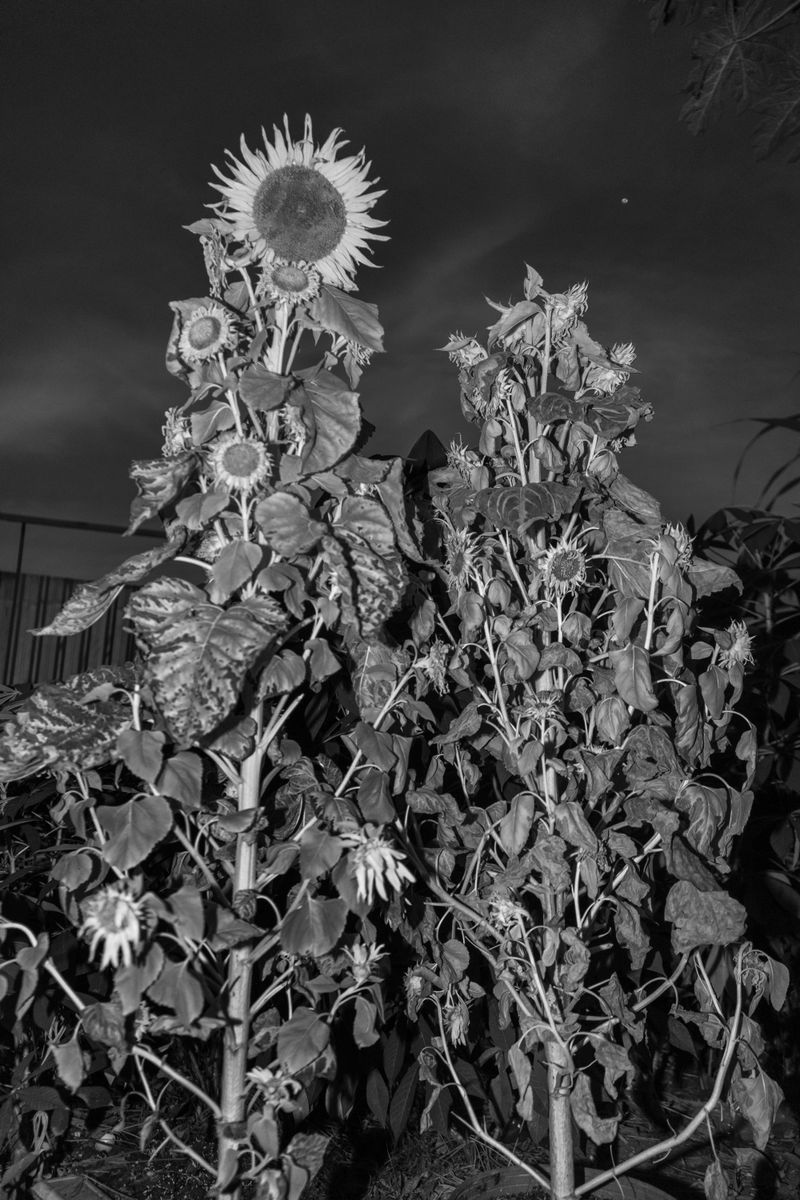 © MOonsi - Image from the Flowers, A Bird and A Fish photography project