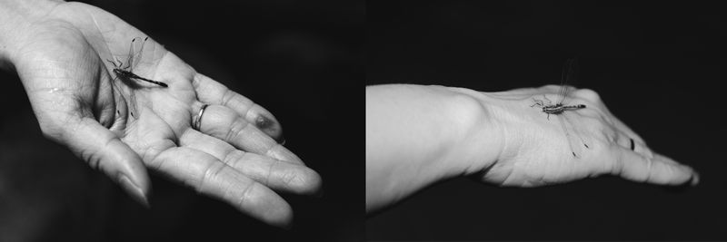 © MOonsi - Image from the Flowers, A Bird and A Fish photography project