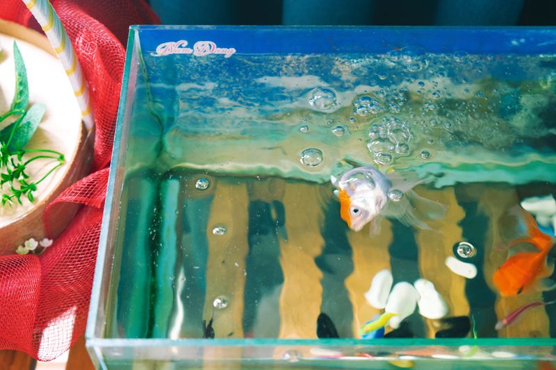 © MOonsi - Image from the Flowers, A Bird and A Fish photography project