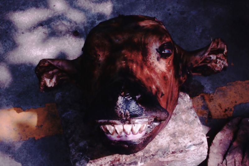 © MOonsi - Death smiles at me—a cow's head was burned for butchering.