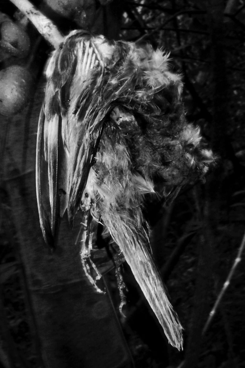 © MOonsi - Image from the Flowers, A Bird and A Fish photography project