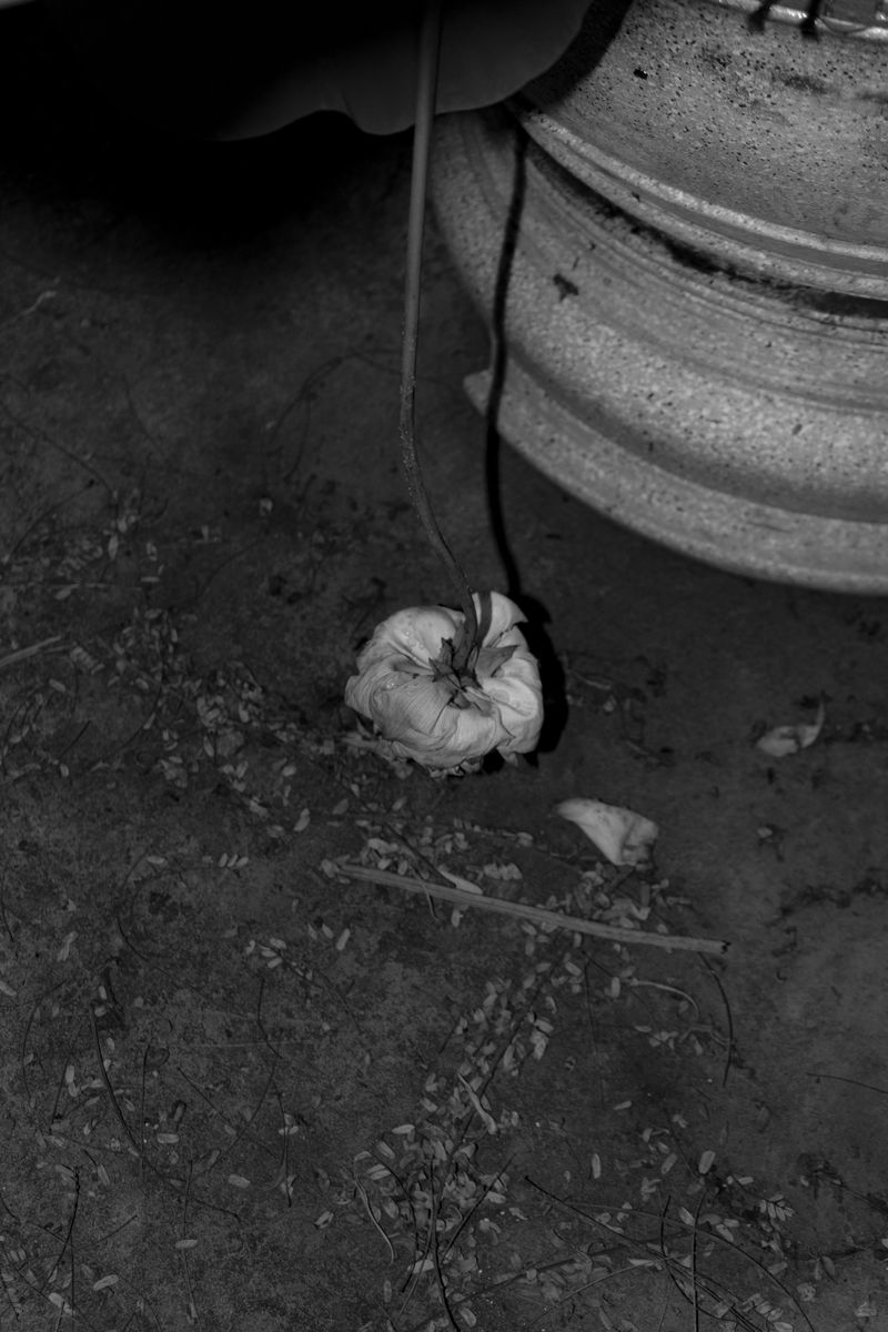 © MOonsi - Image from the Flowers, A Bird and A Fish photography project