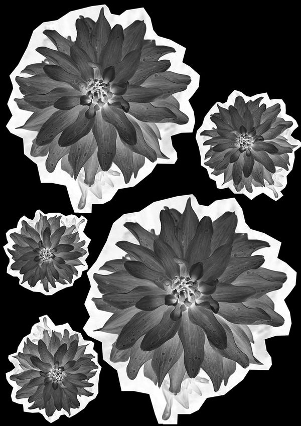 © Joanne  Howell - Flower negative from Gibside