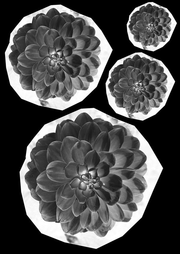 © Joanne  Howell - Flower Negative 2 from Gibside