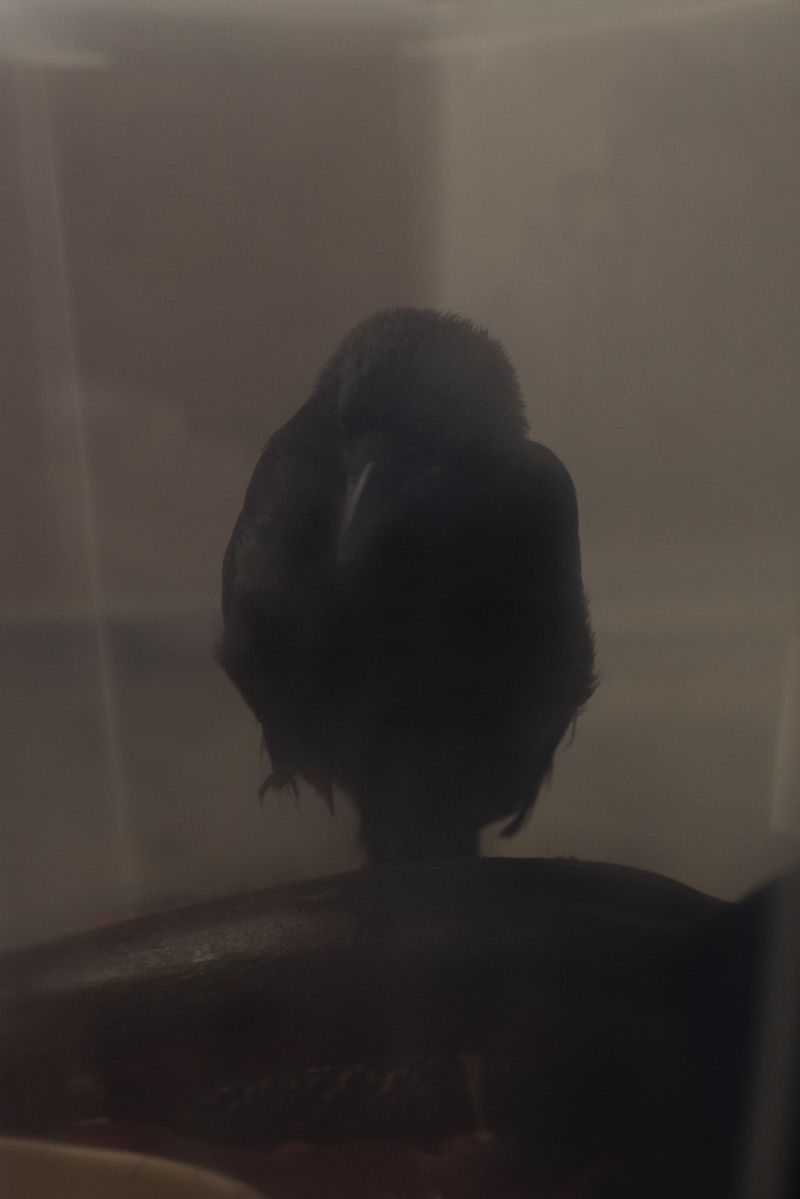 © Aurélie Scouarnec - Image from the Feræ photography project