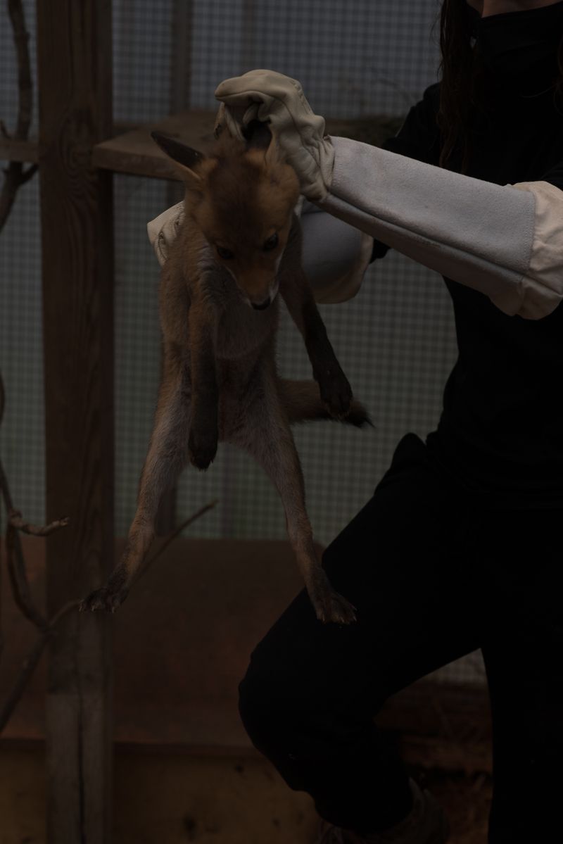 © Aurélie Scouarnec - Image from the Feræ photography project