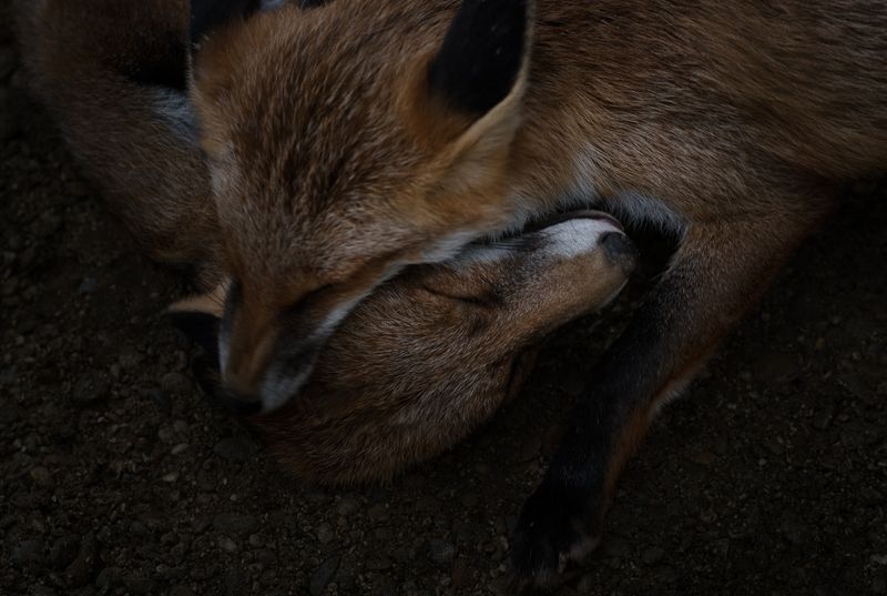 © Aurélie Scouarnec - Image from the Feræ photography project