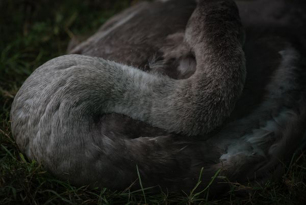 © Aurélie Scouarnec - Image from the Feræ photography project