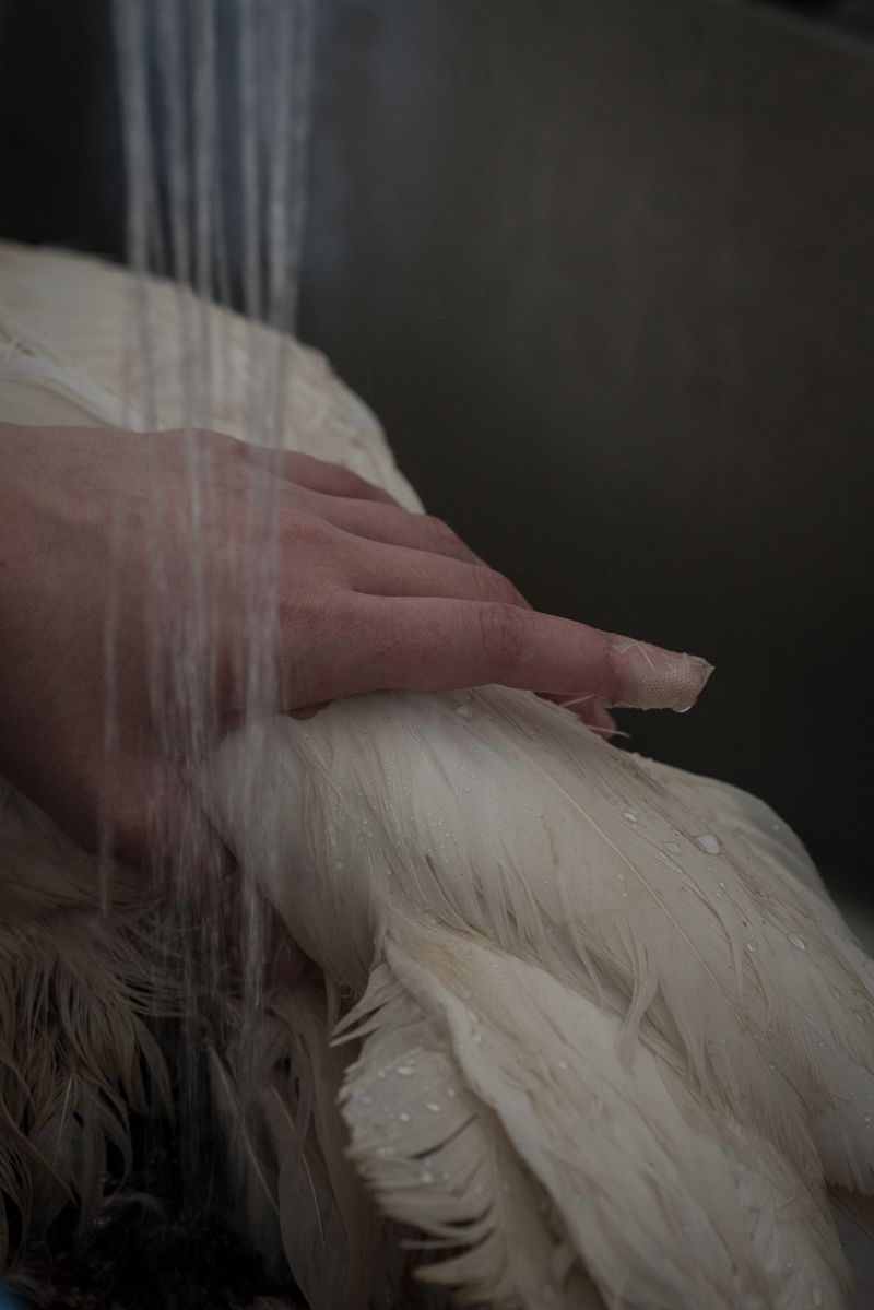 © Aurélie Scouarnec - Image from the Feræ photography project