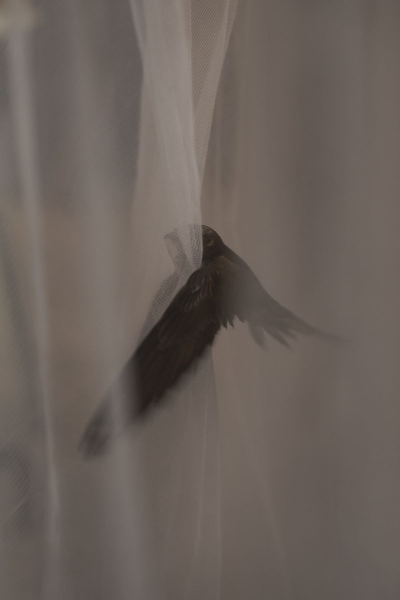 © Aurélie Scouarnec - Image from the Feræ photography project