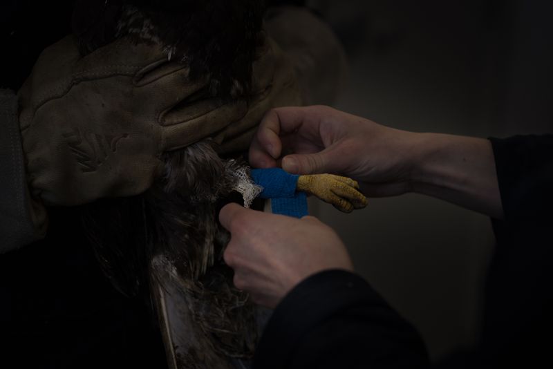 © Aurélie Scouarnec - Image from the Feræ photography project