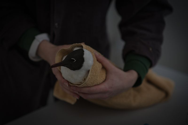 © Aurélie Scouarnec - Image from the Feræ photography project