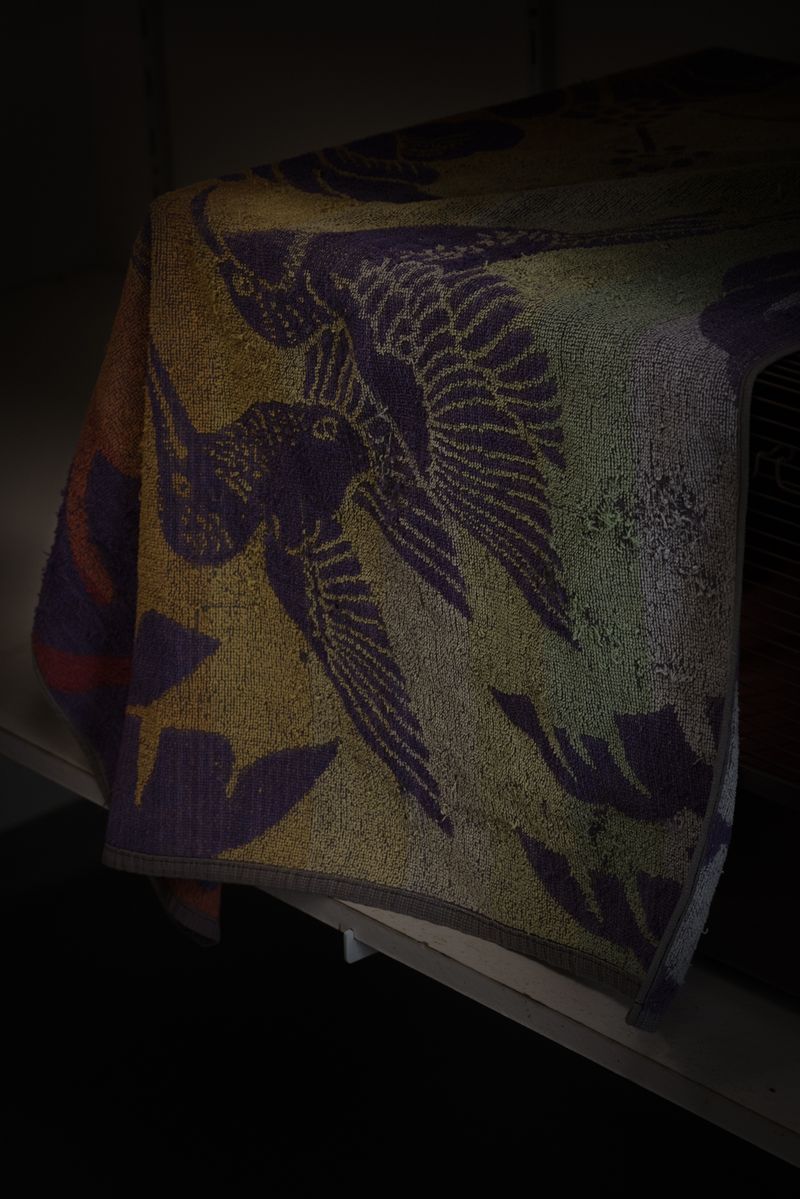 © Aurélie Scouarnec - Image from the Feræ photography project