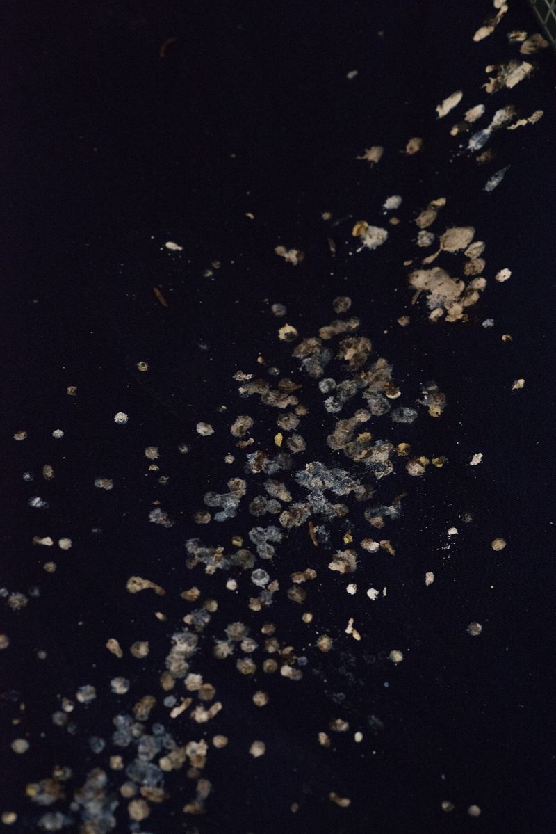 © Aurélie Scouarnec - Image from the Feræ photography project