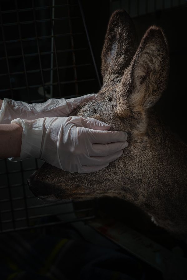 © Aurélie Scouarnec - Image from the Feræ photography project