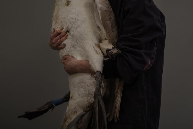 © Aurélie Scouarnec - Image from the Feræ photography project