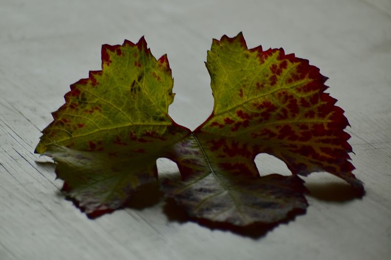 © Ann Petruckevitch - Image from the Eternal photography project