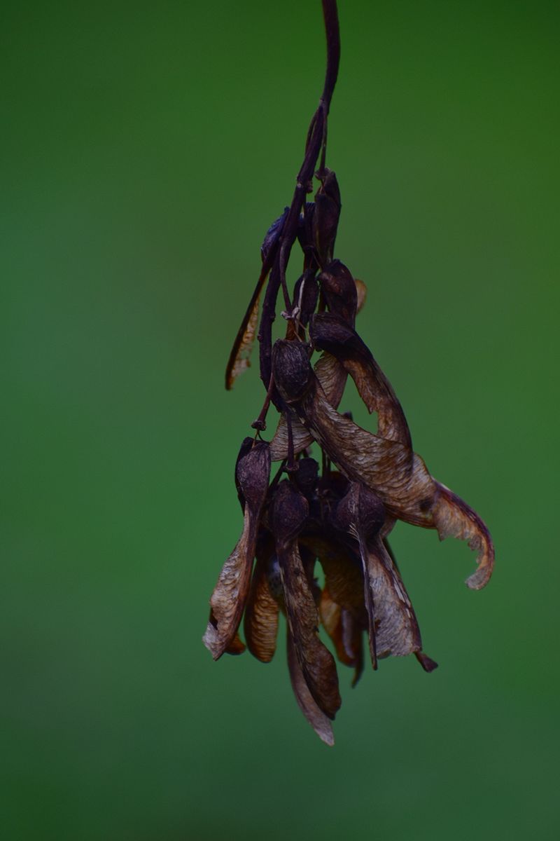 © Ann Petruckevitch - Image from the Eternal photography project