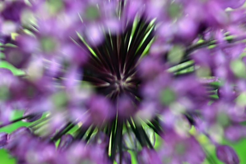 © Ann Petruckevitch - Burst