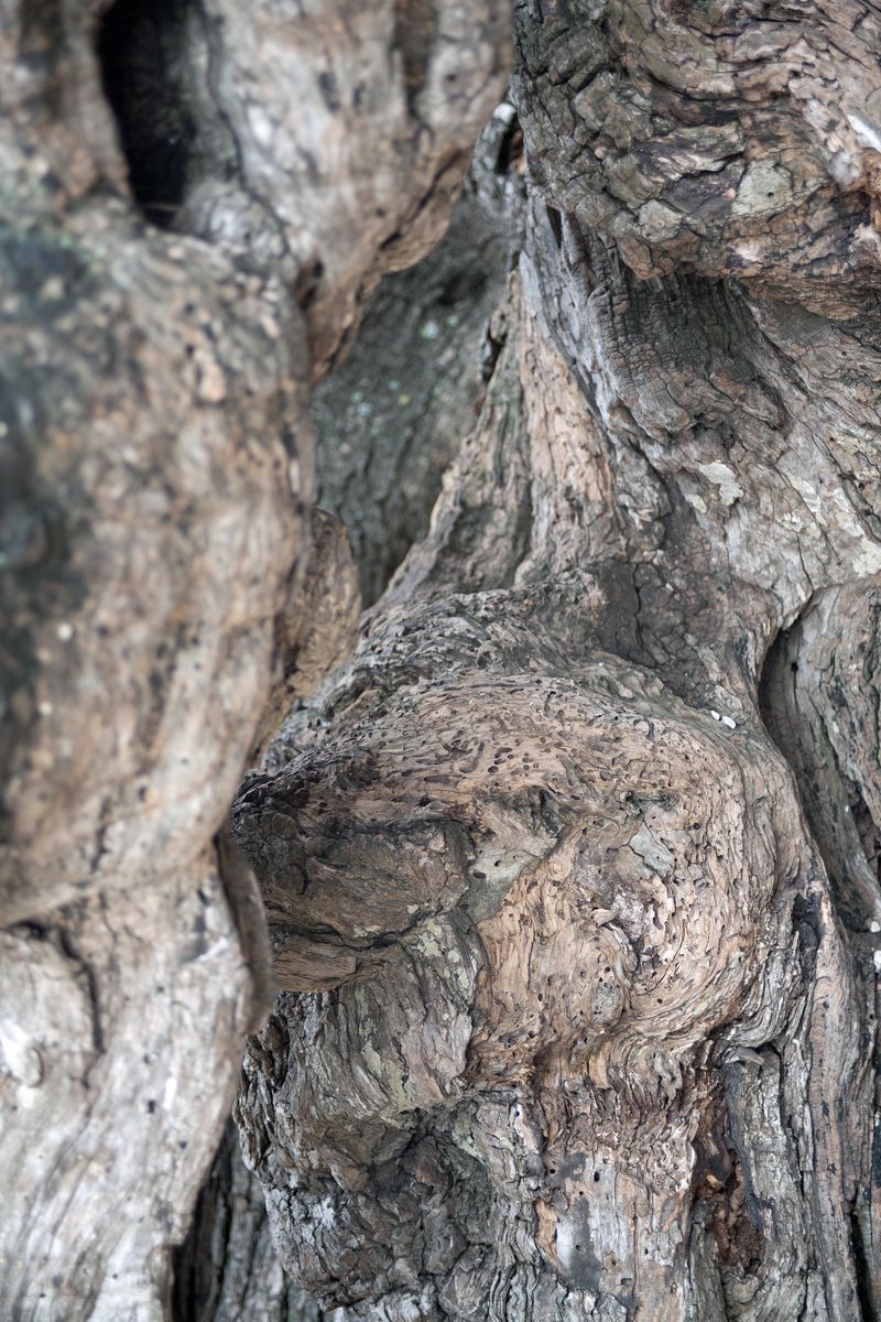 © Ann Petruckevitch - Face