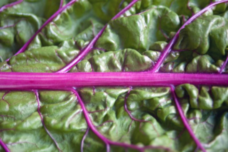 © Ann Petruckevitch - Texture