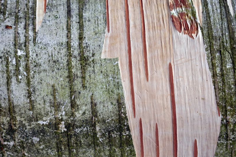 © Ann Petruckevitch - Worn