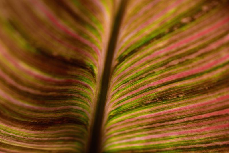 © Ann Petruckevitch - Smooth