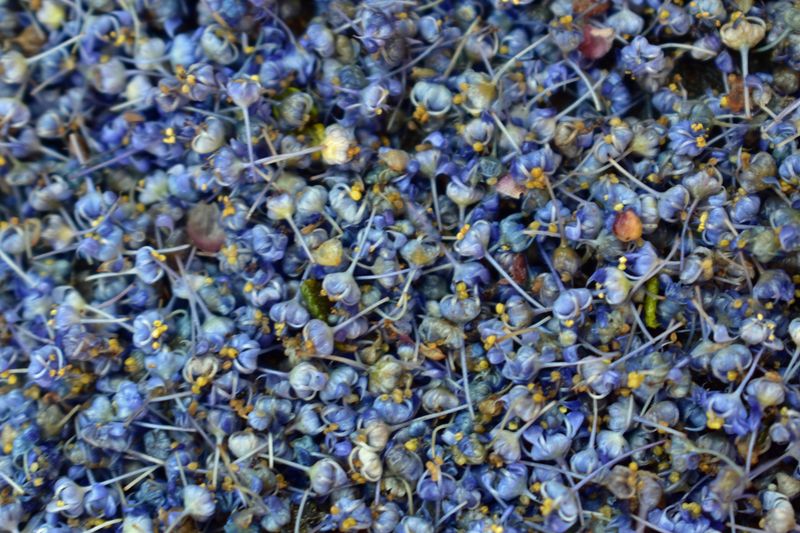 © Ann Petruckevitch - Blossom