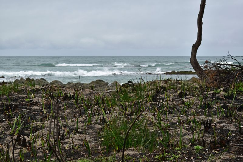 © Ann Petruckevitch - Cape Conran