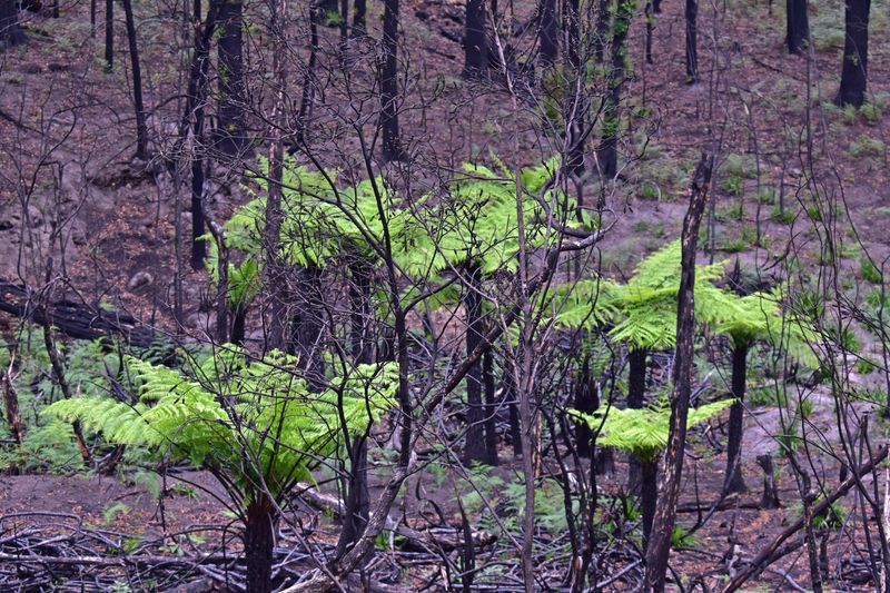 © Ann Petruckevitch - New shoots