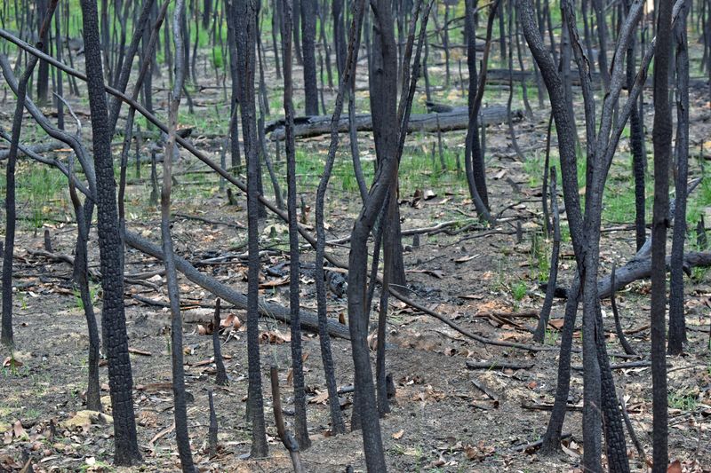 © Ann Petruckevitch - Charred remains