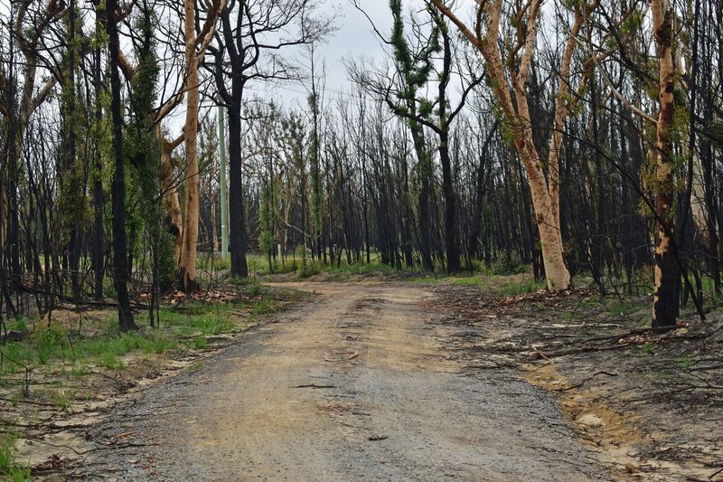 © Ann Petruckevitch - Burnt road