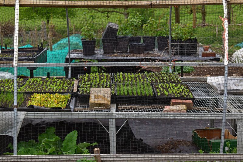 © Ann Petruckevitch - New shoots