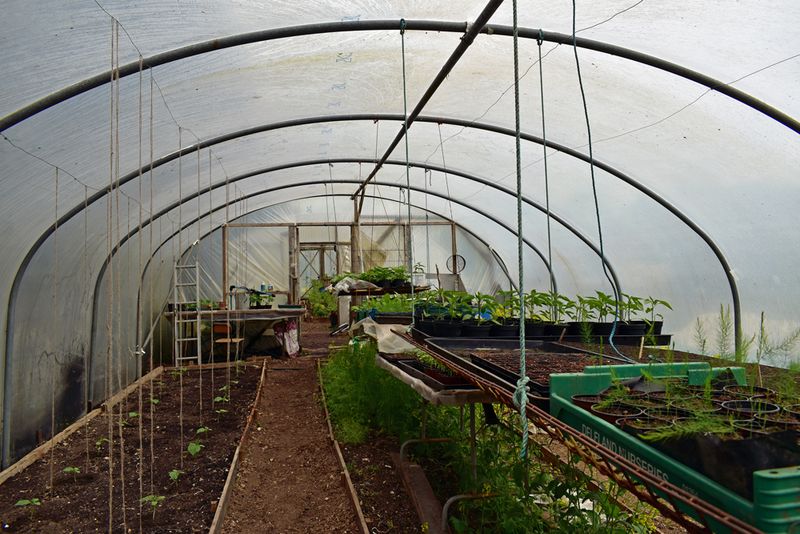 © Ann Petruckevitch - Polytunnel