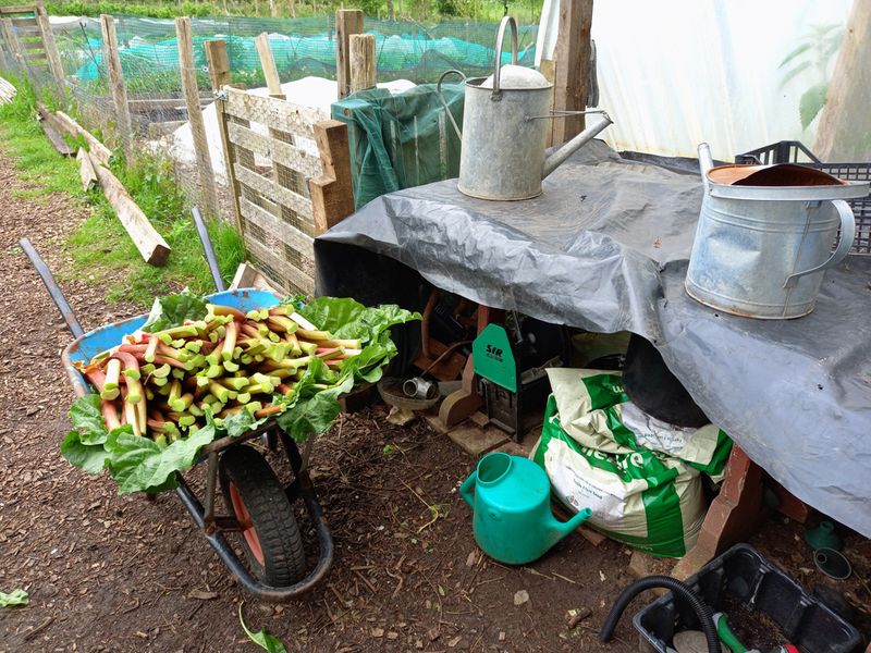 © Ann Petruckevitch - Rhubarb