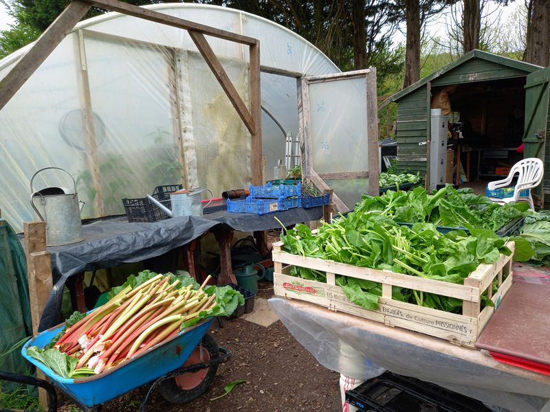 © Ann Petruckevitch - Crop