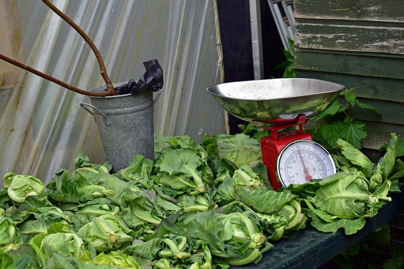 © Ann Petruckevitch - Spring greens