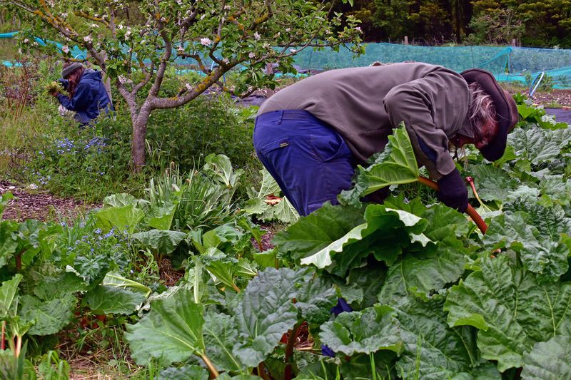 © Ann Petruckevitch - Rhubarb harvesting
