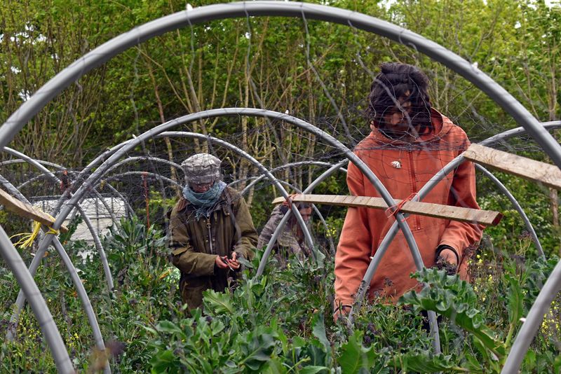 © Ann Petruckevitch - Purple sprouting broccoli