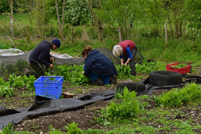 © Ann Petruckevitch - Harvesting