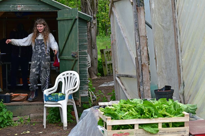 © Ann Petruckevitch - Moss in the shed