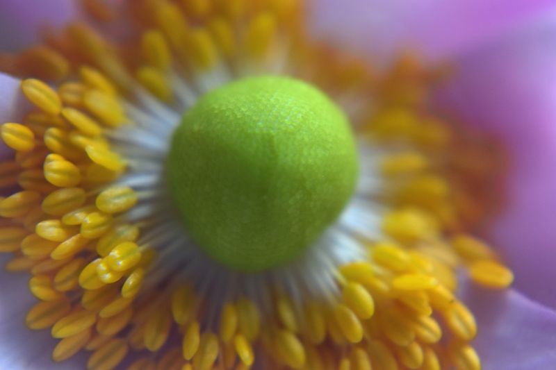 © Ann Petruckevitch - Japanese anemone