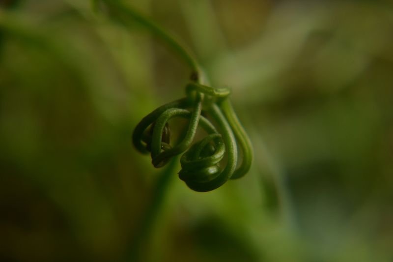 © Ann Petruckevitch - Clematis