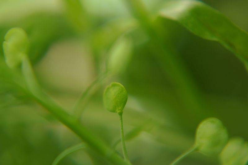 © Ann Petruckevitch - Image from the Nature knows no pause.... photography project