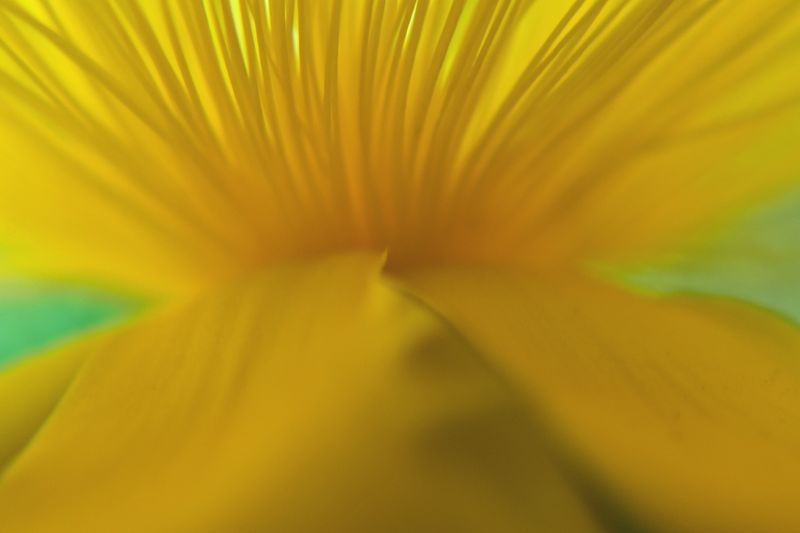 © Ann Petruckevitch - Purslane