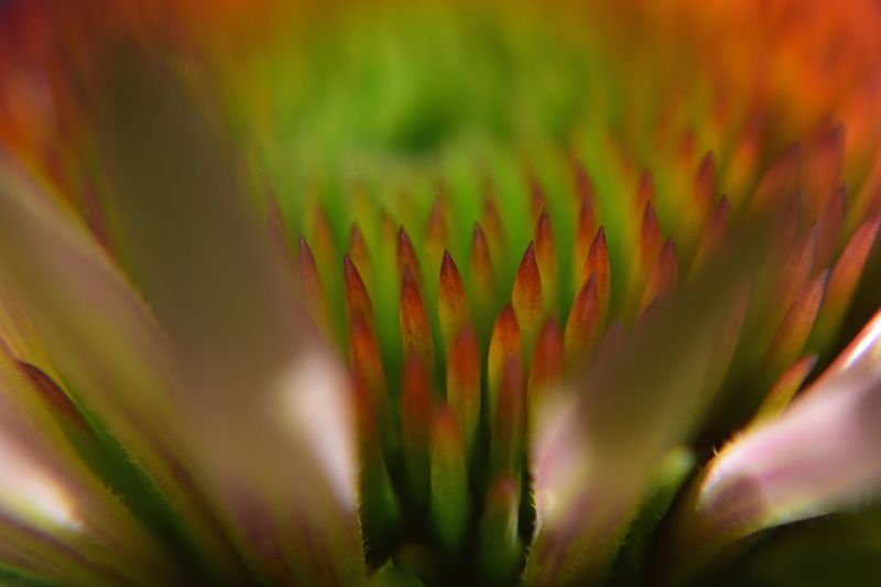 © Ann Petruckevitch - Echinacea