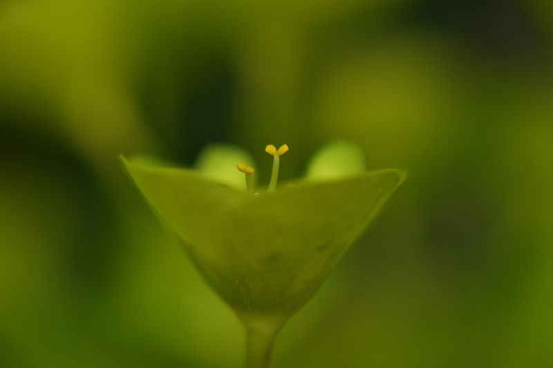 © Ann Petruckevitch - Euphorbia