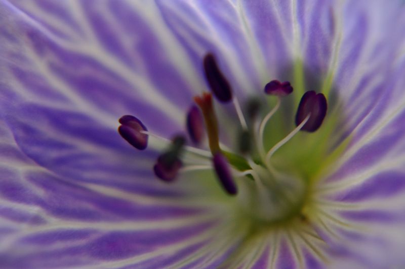 © Ann Petruckevitch - Balloon